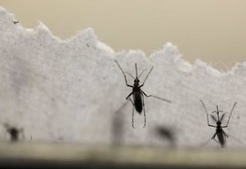 Com medo de coronavírus, Brasil tem alta de 71% em casos de dengue