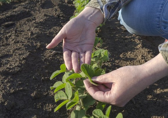 Governo Federal anuncia a liberação de R$ 990 milhões para o seguro rural