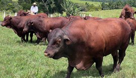 Semana de portas abertas vai apresentar animais do Leilão Fazenda Mangabeira