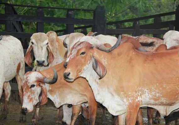 Melhoramento genético do rebanho é destaque na Expogenética