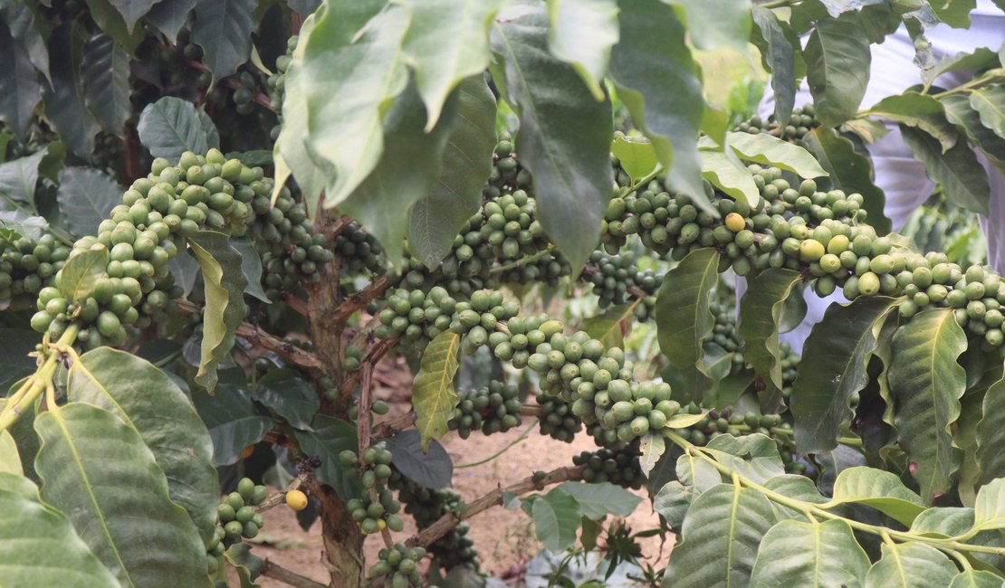 Agricultores familiares apostam na retomada da cultura do café em AL