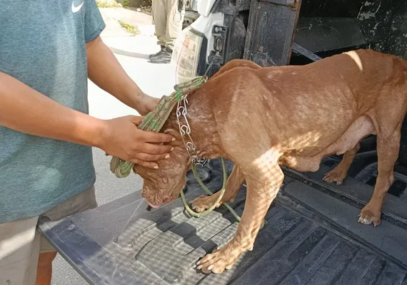 Homem é detido por maus-tratos a pit bull desnutrida e filhotes em Maceió