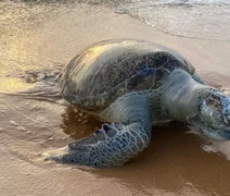 Tartaruga-verde adulta é encontrada morta na Praia de Jacarecica, em Maceió