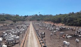 Cooperativa Pindorama expande primeiro Boitel do Nordeste e fortalece pecuária em AL