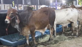 Cooperativa alagoana aposta em inovação e amplia mercado da carne no Nordeste