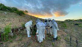 Apicultores de AL produzem mais de 17 toneladas de mel por ano