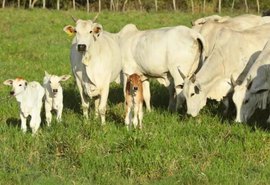 Precocidade e habilidade materna definem o time de fêmeas do Leilão Santa Nazaré e Varrela