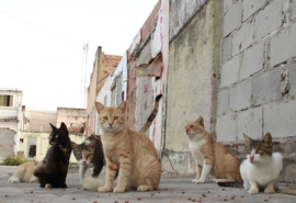 Cresce o abandono de animais em bairros afetados pela mineração e preocupa órgãos responsáveis