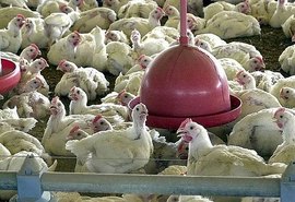 Com avanço da gripe aviária, é preciso aumentar vigilância em animais e humanos