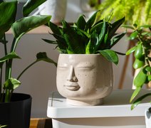 Conheça as vantagens de ter plantas em casa e os impactos no bem-estar