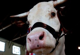 Demanda dos EUA por carne bovina abre janela estratégica para Brasil e Mercosul