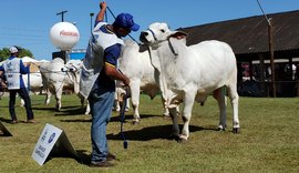 72ª Expoagro/AL terá exposições regionais das raças gir, girolando e nelore