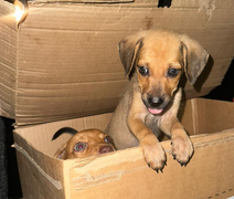 Polícia Civil apura abandono de filhotes de cachorro em Maceió