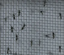 Brasil registra mais de 800 mortes por dengue em 2024