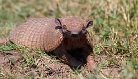 Tatupeba pode transmitir hanseníase, segundo IMA; veja os cuidados