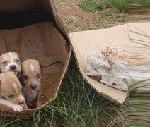 Decisão do STF obriga cidades a proteger cães e gatos abandonados em SP