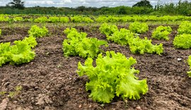 Governo fortalece programas e beneficia mais de 60 mil agricultores familiares em AL