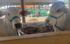 Gado da raça nelore foram os primeiros a chegar no Parque da Pecuária.