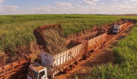 AL mantém liderança na produção de cana do NE