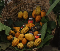 Consórcio de cacau com bananeira em Alagoas impulsiona produção sustentável