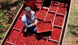 Governo Federal anuncia subsídio de R$ 78,2 bi para Agricultura Familiar em novo Plano Safra