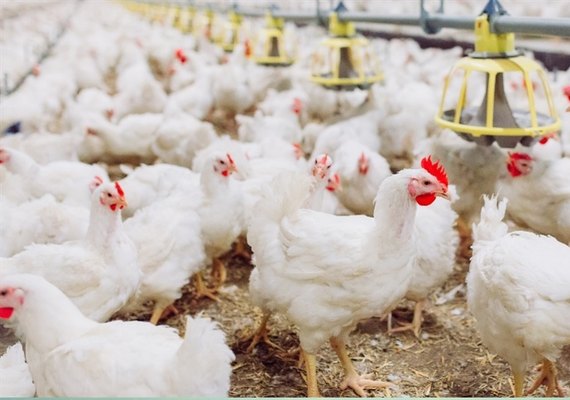 Ministério da Agricultura e Pecuária confirma primeiro foco de gripe aviária em granja comercial no Brasil