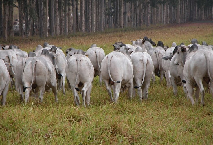 Megaleilão: CFM oferta touros com frete grátis para vários estados
