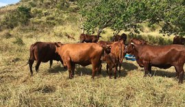 Raça Santa Gertrudis conquista criadores do Nordeste