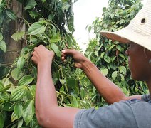 Bactérias beneficiam o cultivo de pimenta-do-reino e podem reduzir o uso de produtos químicos