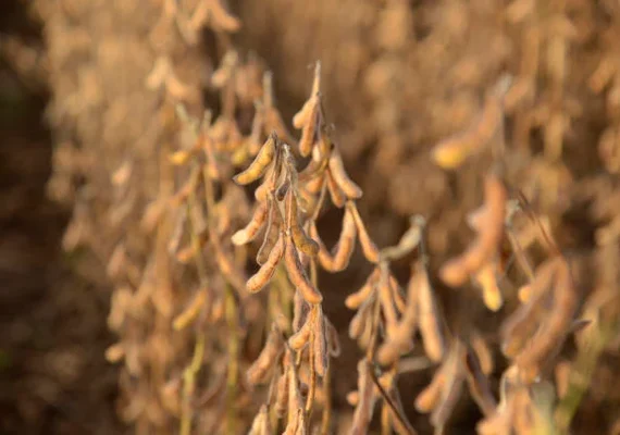 Tempo seco favorece colheita de soja