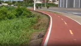 Jacaré é encontrado morto às margens de rodovia em Arapiraca