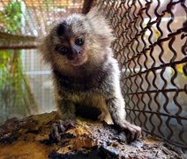 Confira as orientações sobre o contato humano com saguis