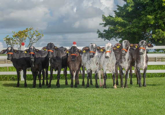 Leilão Genética de Berço traz lote especial de animais produtores de leite A2A2