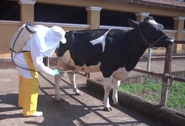 Embrapa desenvolve vacina contra o carrapato bovino