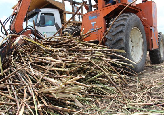 Máquinas deverão colher 20% da cana em Alagoas no ciclo 19/20