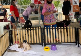 Feira de Adoção já garantiu lar para mais de 50 animais
