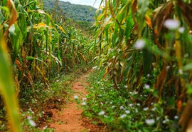 BNDES suspende crédito de custeio com juro subsidiado à agricultura familiar