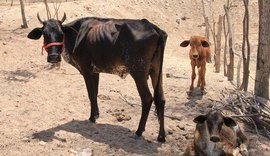 Alagoas tem 38 municípios em estado de emergência