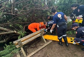 Adolescente é atingido por queda de árvore em Delmiro Gouveia