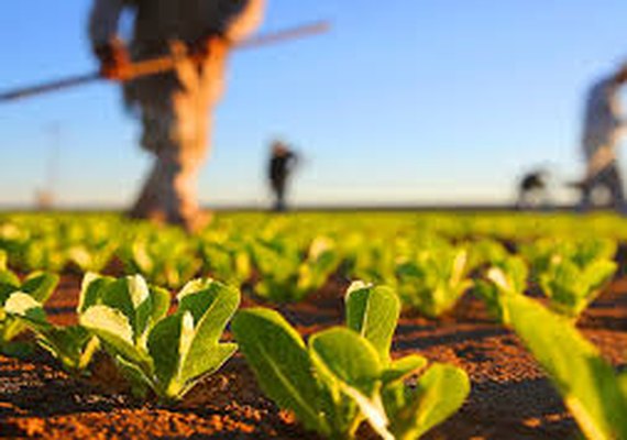 Novo programa possibilita renegociação de dívidas para produtores