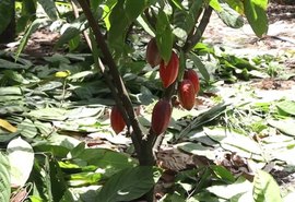 Poda estratégica do cacau impulsiona produtividade e sustentabilidade na Zona da Mata alagoana