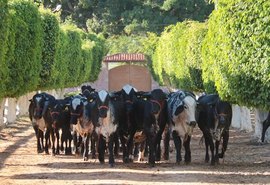 Leilão Genética de Berço assegura bovino adaptável ao Nordeste