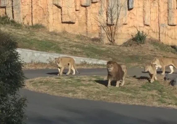 Onda de calor provoca morte de três leoas em zoológico do Japão