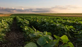 CNA pede R$ 623 bilhões para Plano Safra e fortalecimento do seguro rural