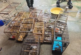Polícia resgata 89 aves silvestres durante operação no interior de AL