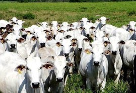 Alagoas registra 10 casos de raiva animal este ano