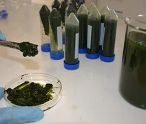 Microalgas são cultivadas para a produção de biocombustível