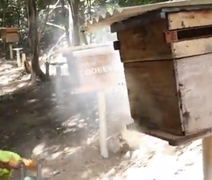 Trabalho de campo acompanha manejo de colmeias e extração do mel em AL