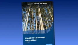 Alagoas amplia cultivo de eucalipto e ganha novo papel na economia verde
