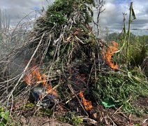 Operação policial destrói quase 3 mil pés de maconha no interior de Alagoas